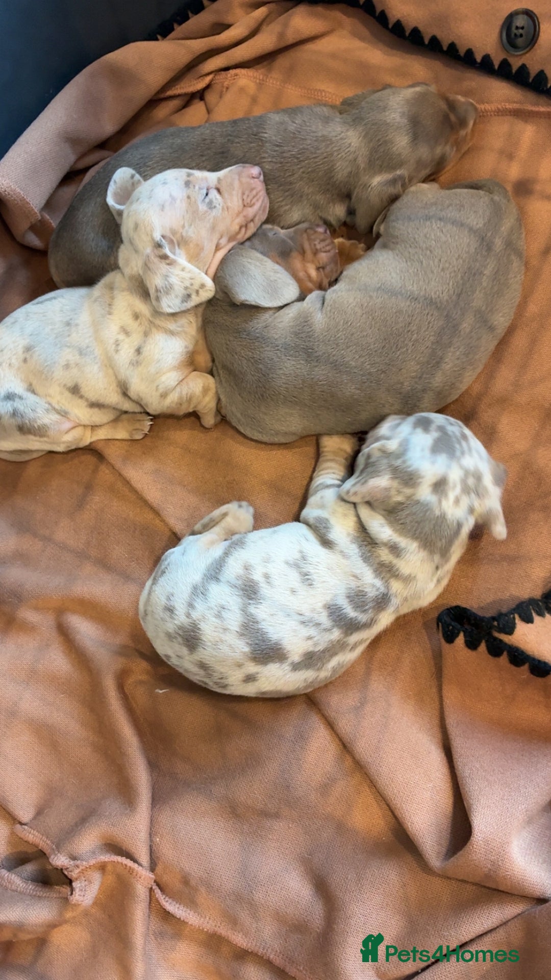 Miniature Dachshund dogs for sale: Beautiful litter of puppy’s  - Image 3