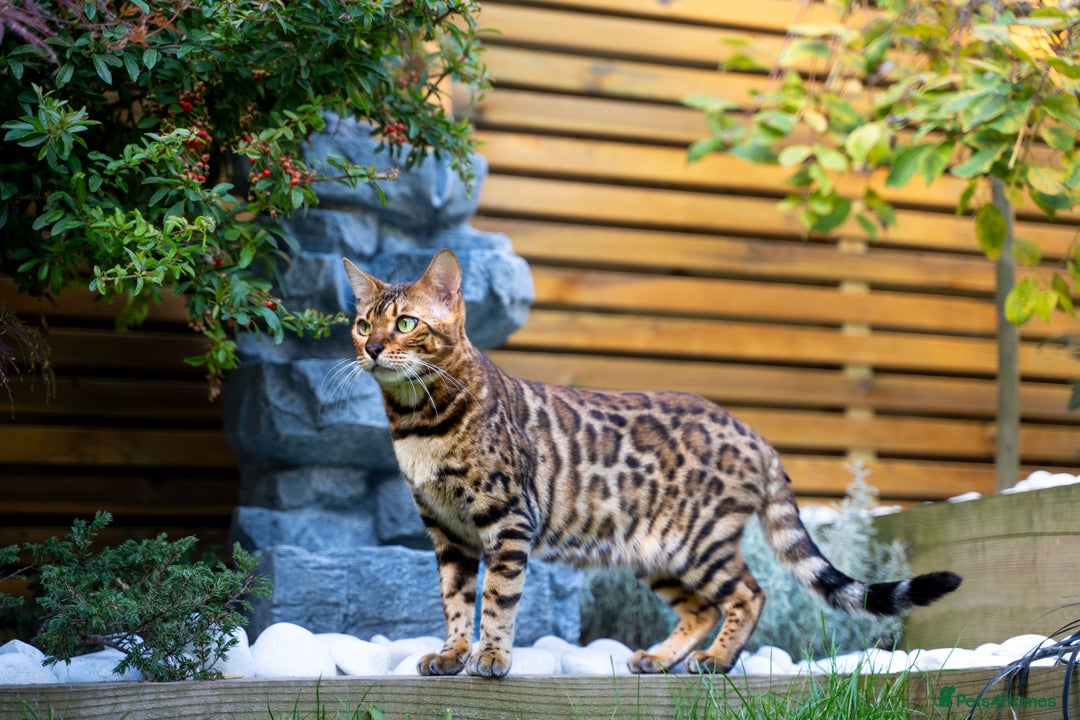Bengal cats for sale: One of the kind Bengal Female -TICA reg.-Wild look - Image 30