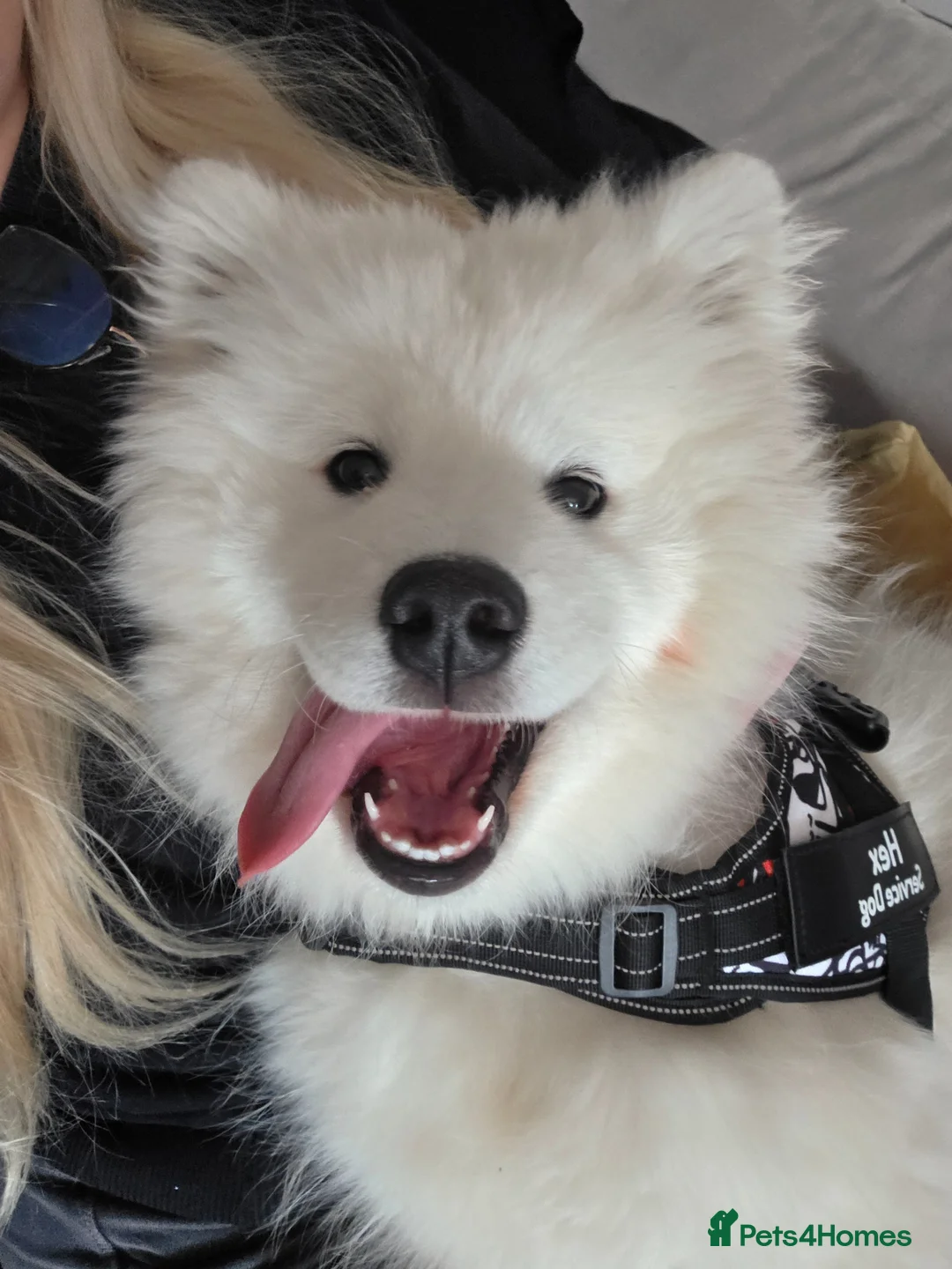 Samoyed dogs for sale: 5month Old Samoyed in Merthyr Tydfil - Advert 1