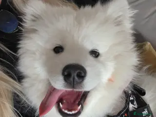 Samoyed dogs 5month Old Samoyed - Advert 9