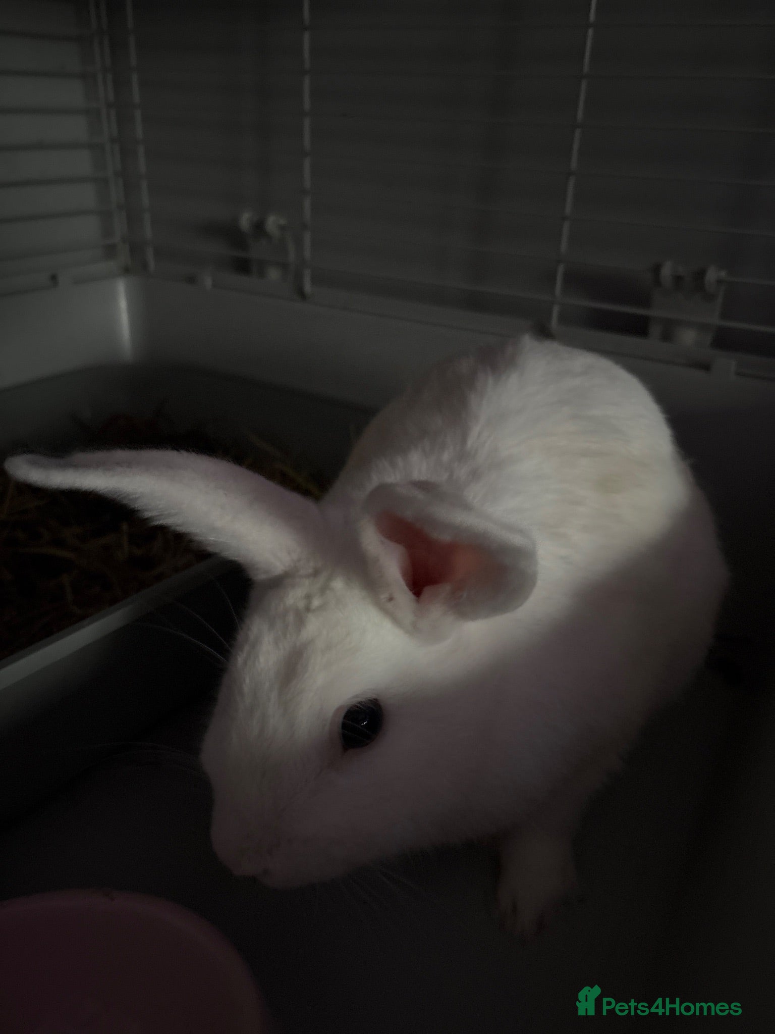 Mixed Breed rabbits Beautiful rabbit  - Advert 4