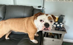 English Bulldog dogs for sale: English bulldog  - Image 2