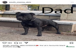 Staffordshire Bull Terrier dogs for sale: Blue Staff pups - Image 10