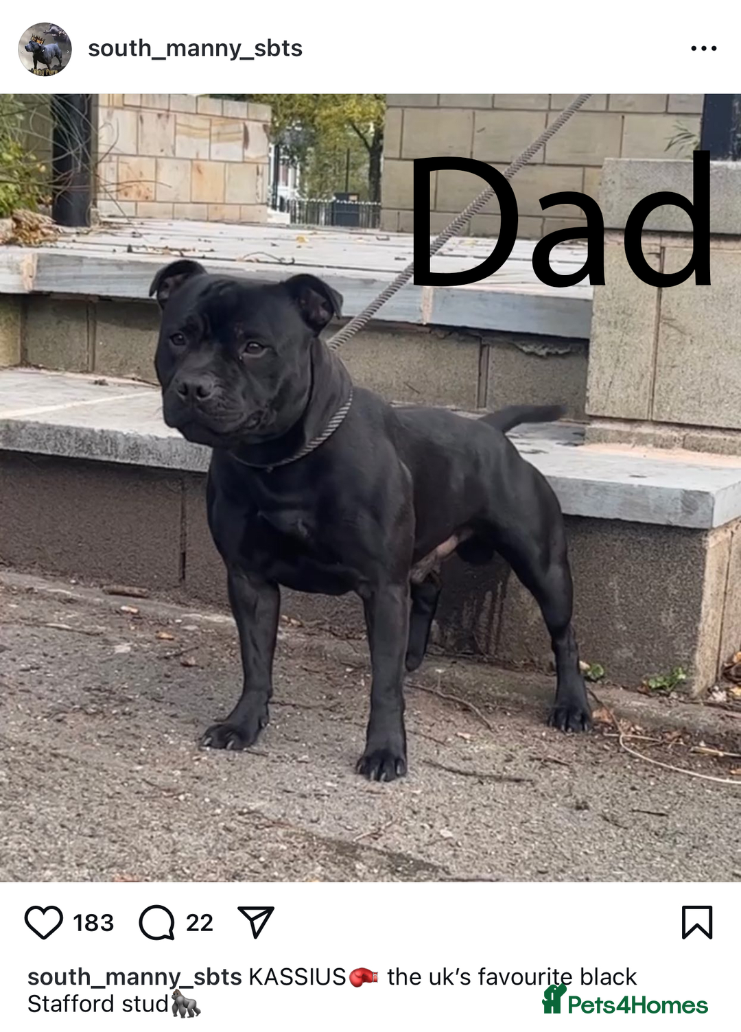 Staffordshire Bull Terrier dogs for sale: Blue Staff pups - Image 10