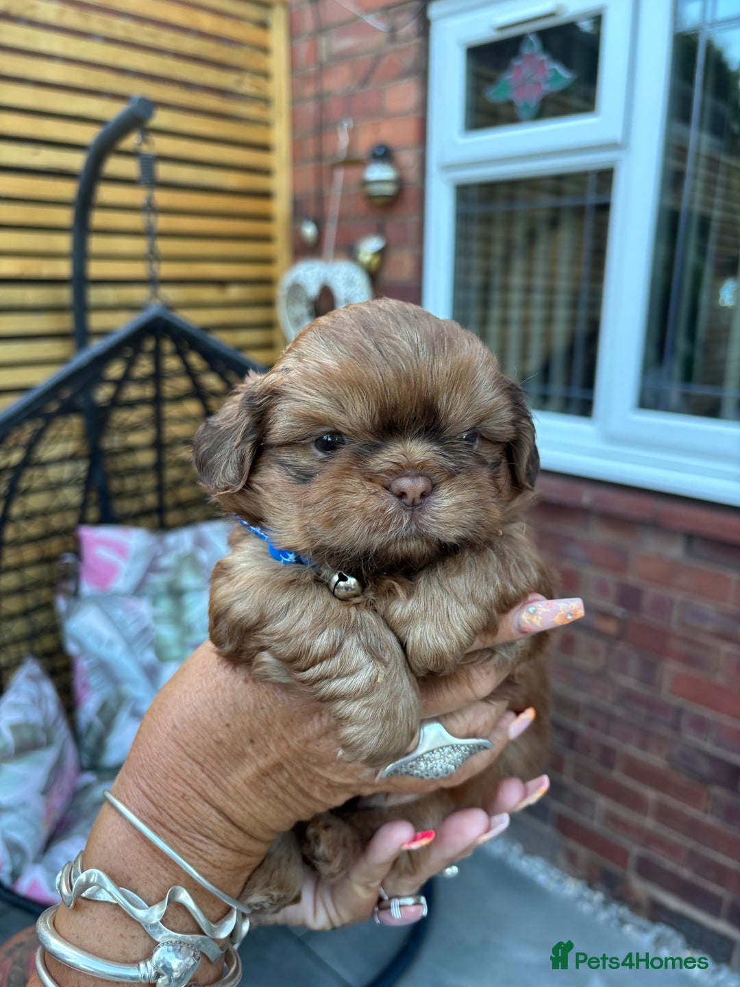 Shih Tzu dogs for sale: Imperial shih tzu puppies - Image 30