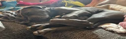 Cane Corso dogs for sale: Cane Corso  in Livingston - Advert 3