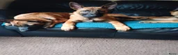 Belgian Shepherd Dog dogs for sale: Belgian Shepherd Puppies  - Advert 8