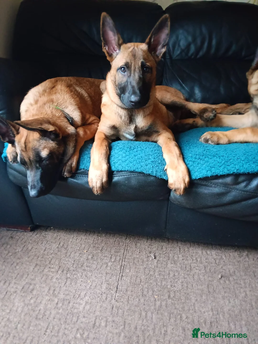 Belgian Shepherd Dog dogs for sale: Belgian Shepherd Puppies  - Advert 8