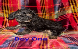 Toy Poodle dogs for sale: Toy Poodle Puppies For Sale - Image 1