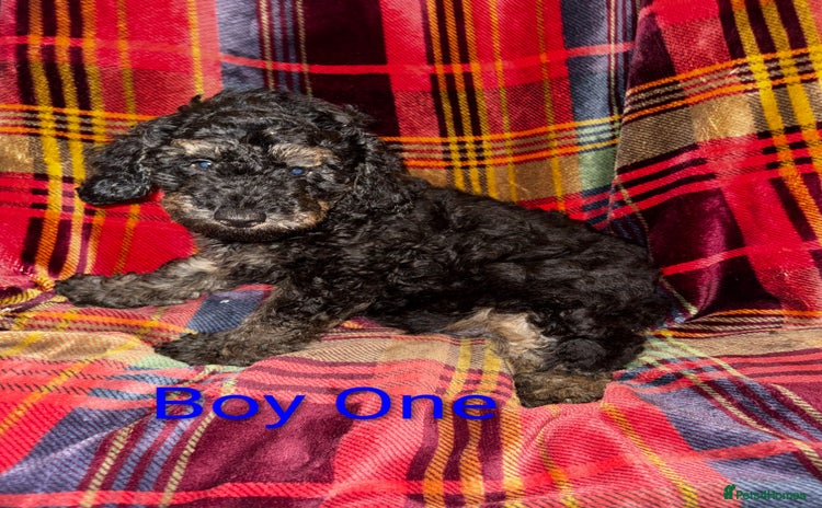 Toy Poodle dogs - Advert 6