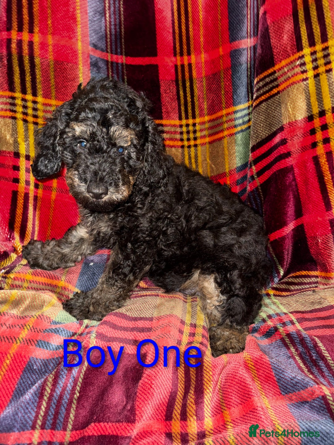 Toy Poodle dogs for sale: Toy Poodle Puppies For Sale - Image 1