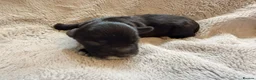 Australian Labradoodle dogs for sale: 8 Gorgeous Australian labradoodle puppies - Advert 17