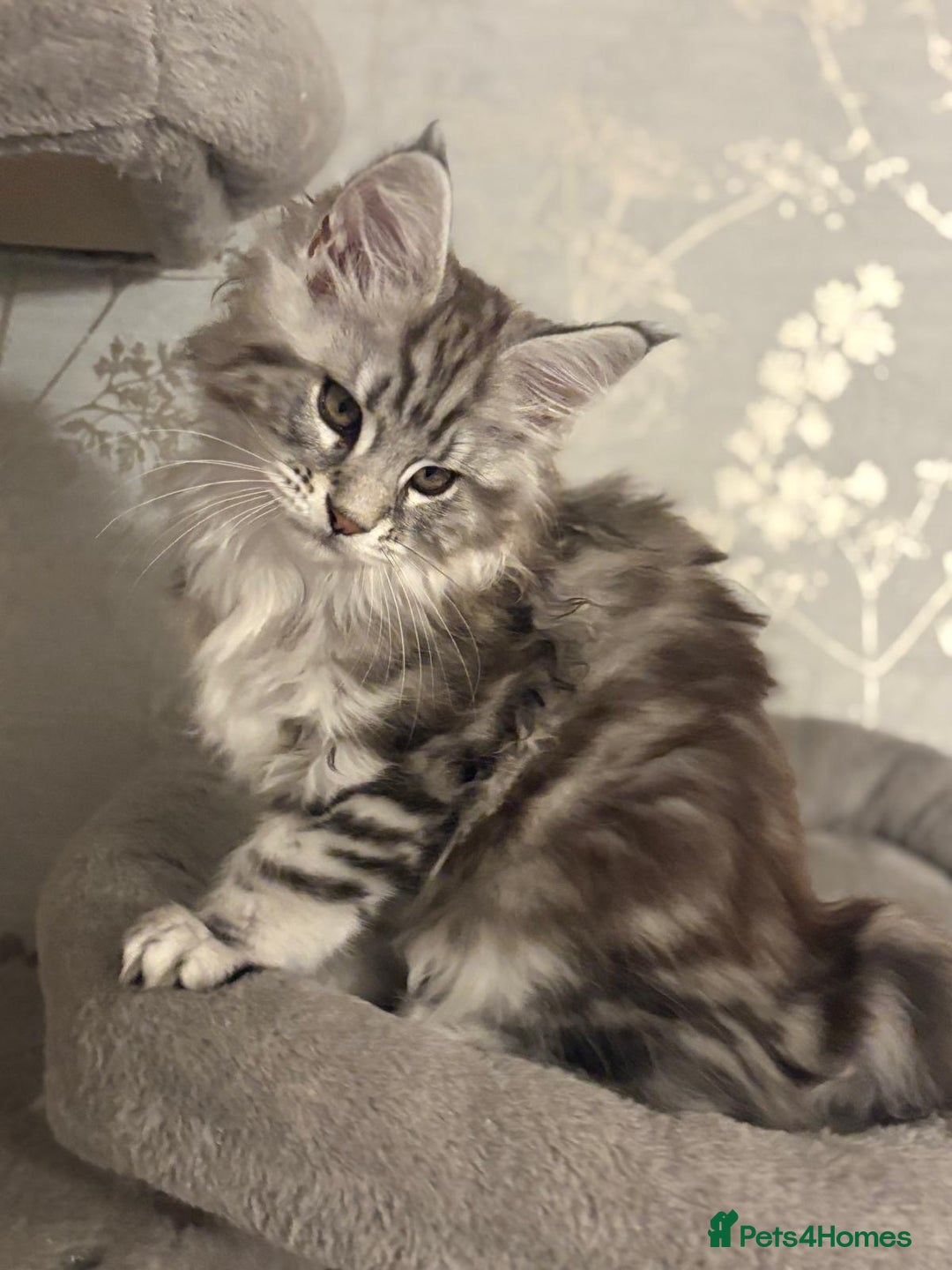 Maine Coon cats for sale: Ready to leave quality Maine coon kittens - Advert 15