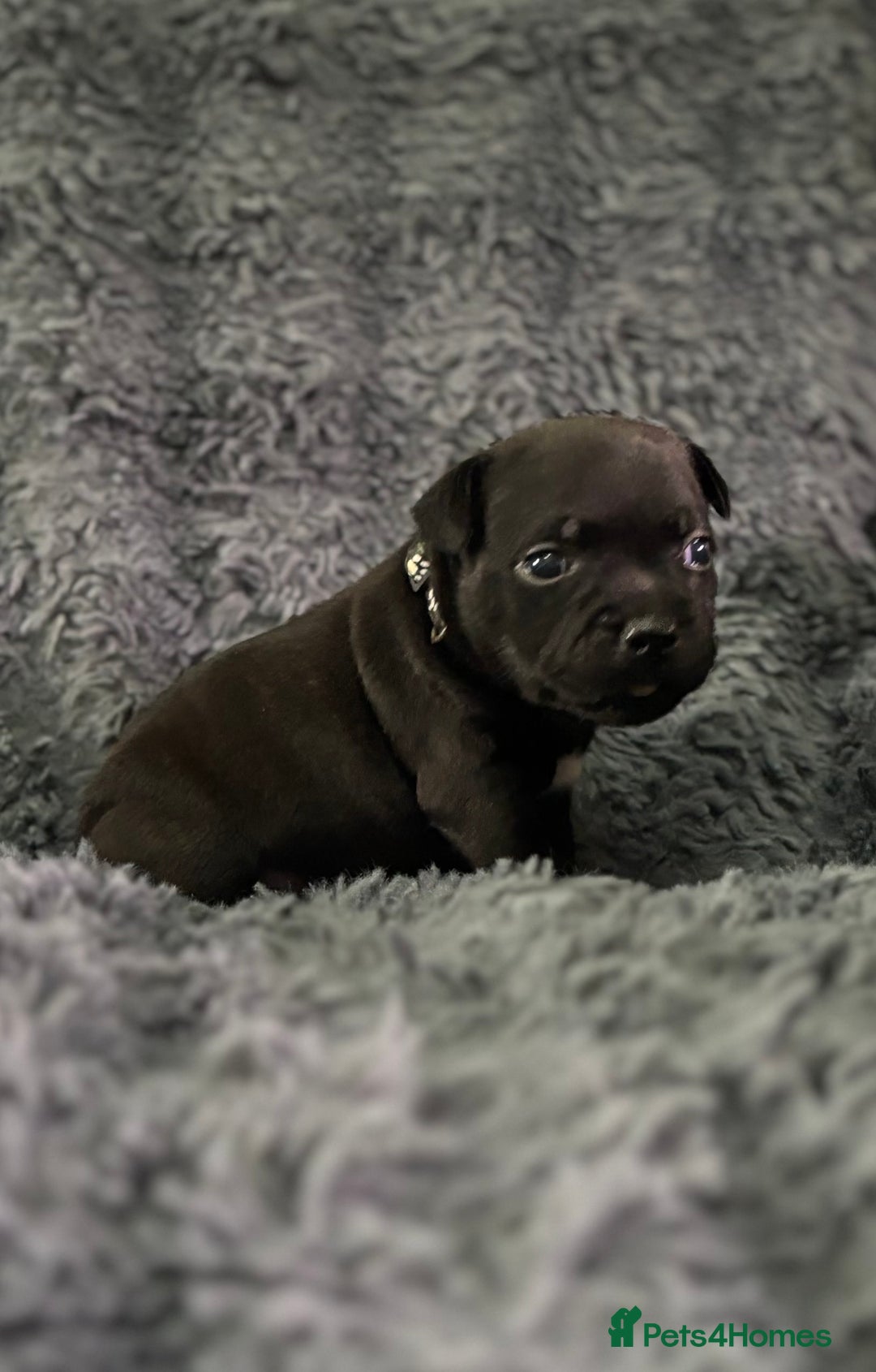 Staffordshire Bull Terrier dogs for sale: Paws Above The Rest  - Image 19