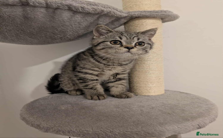 British Shorthair cats - Advert 8