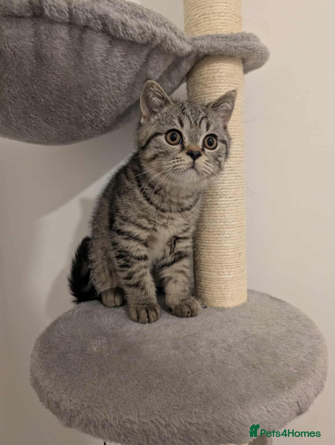 British Shorthair cats for sale: Ready now!! British shorthair kittens  - Image 1