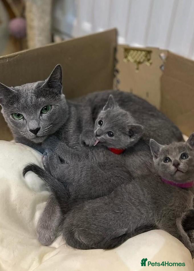 Russian Blue cats Velvet Paws SilverBlue Dreams Russian Blue Kittens - Advert 1