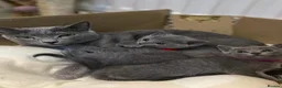 Russian Blue cats for sale: Velvet Paws SilverBlue Dreams Russian Blue Kittens - Advert 1