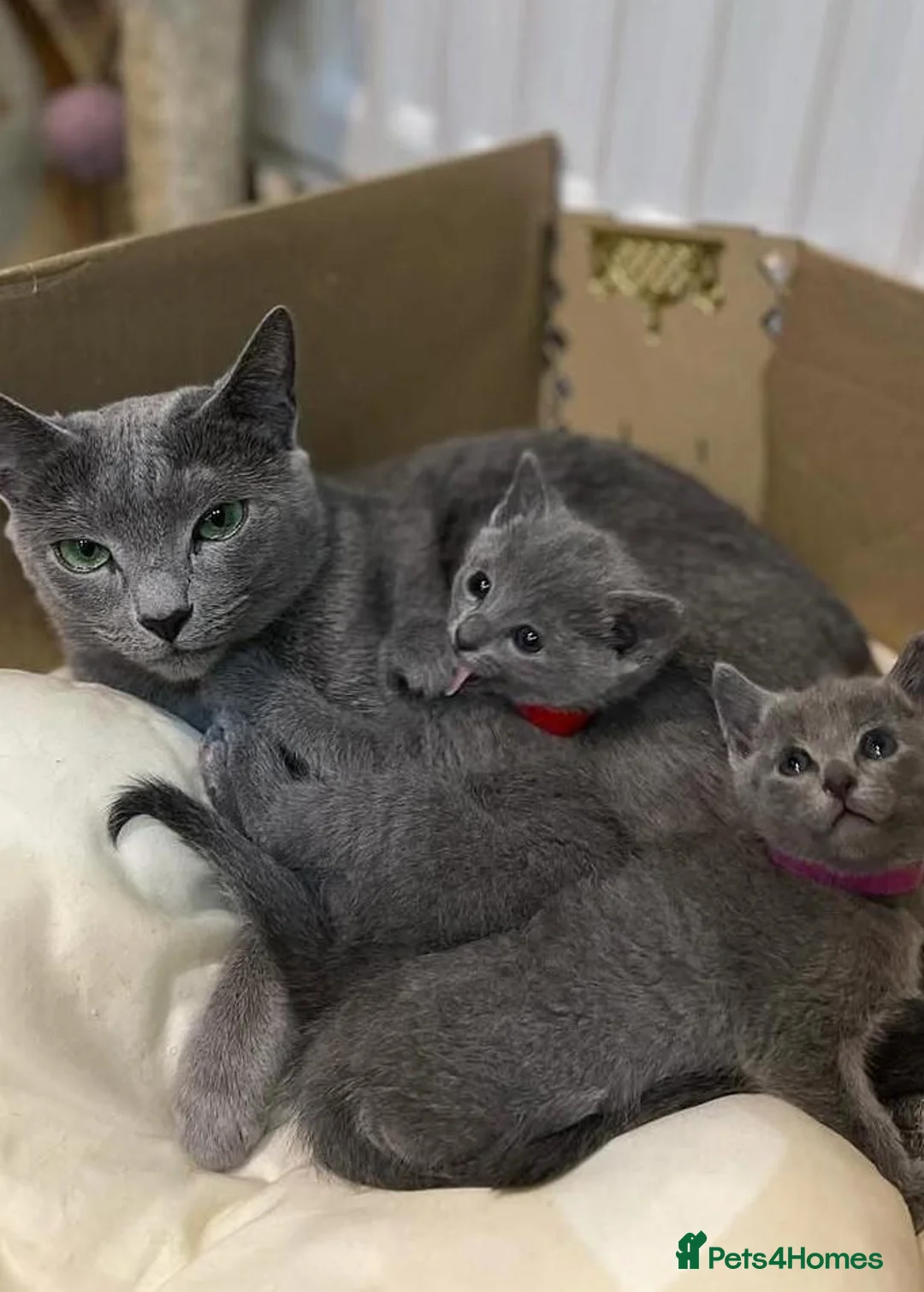 Russian Blue cats for sale: Velvet Paws SilverBlue Dreams Russian Blue Kittens - Advert 1