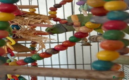 Parakeets birds for sale: Indian green ring neck parakeet - Image 5