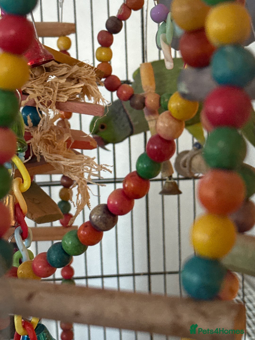 Parakeets birds for sale: Indian green ring neck parakeet - Image 5