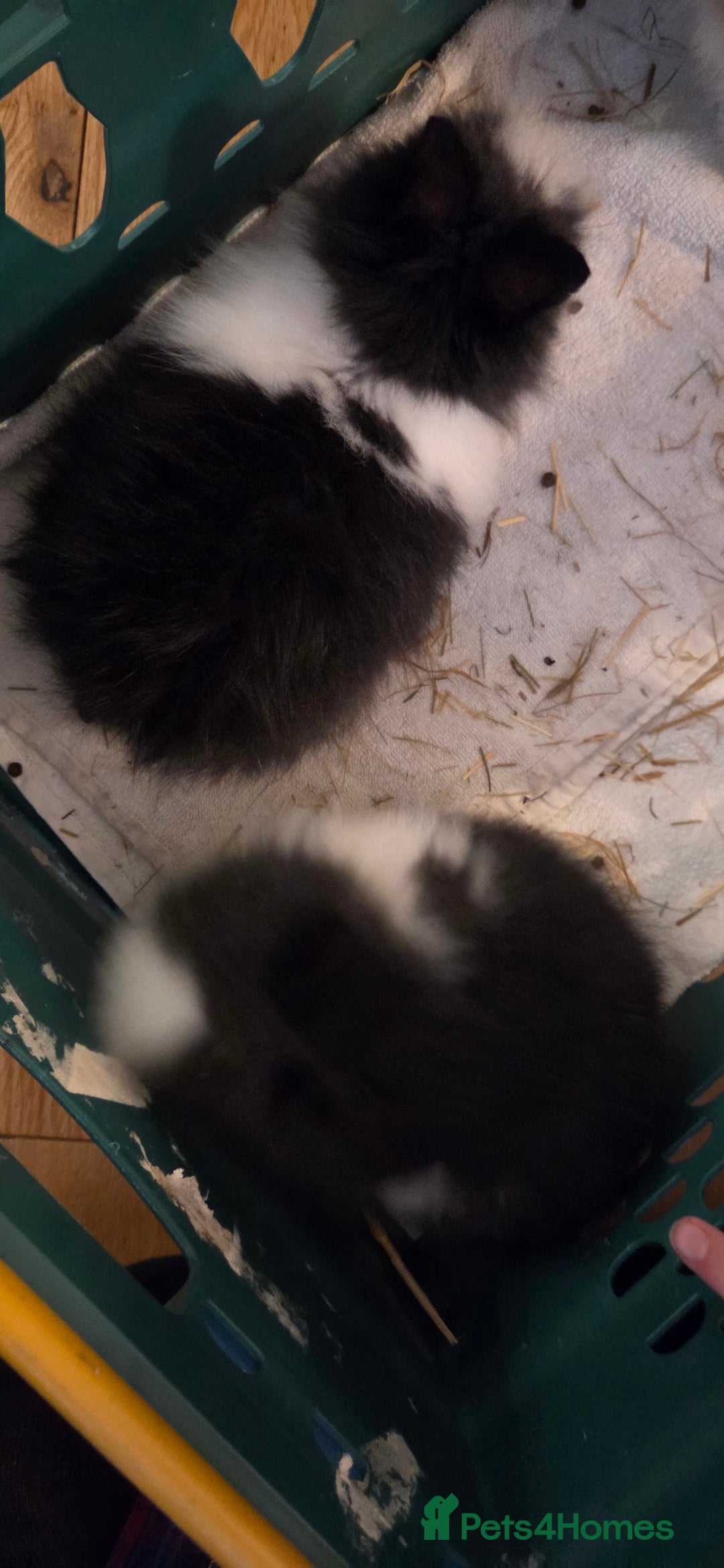 Lionhead rabbits for sale: 4 beautiful baby purebred lionhead rabbits  - Advert 6