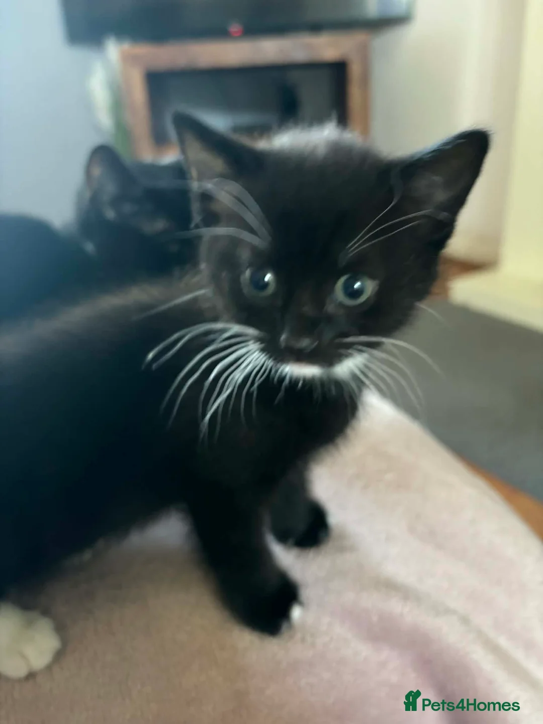 Mixed Breed cats for sale: 3 beautiful kittens in Sunderland - Advert 7