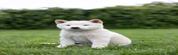 Japanese Shiba Inu dogs for sale: READY NOW Exclusive Japanese Shibas Puppies  🇯🇵 - Advert 4