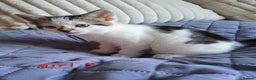 Domestic Shorthair cats for sale: 3 gorgeous kittens for sale - Advert 28
