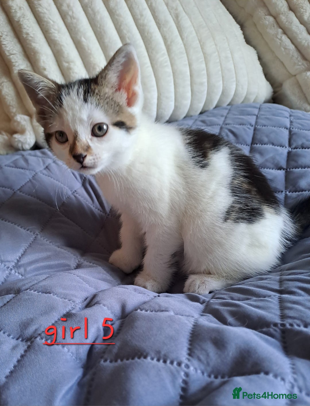 Domestic Shorthair cats for sale: 3 gorgeous kittens for sale - Advert 28