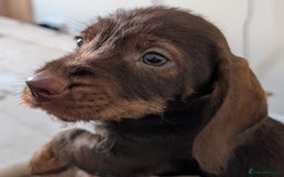Dachshund dogs for sale: Teckel Pups - Advert 7