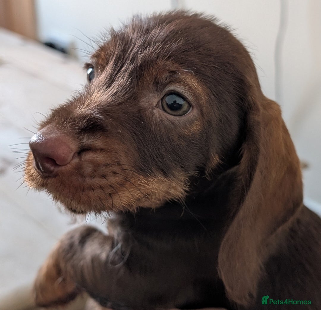 Dachshund dogs for sale: Teckel Pups - Advert 7