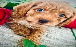 Cavapoo dogs for sale: 🐶 Beautiful F1B Cavapoo Puppies for Sale 🐶 - Image 6