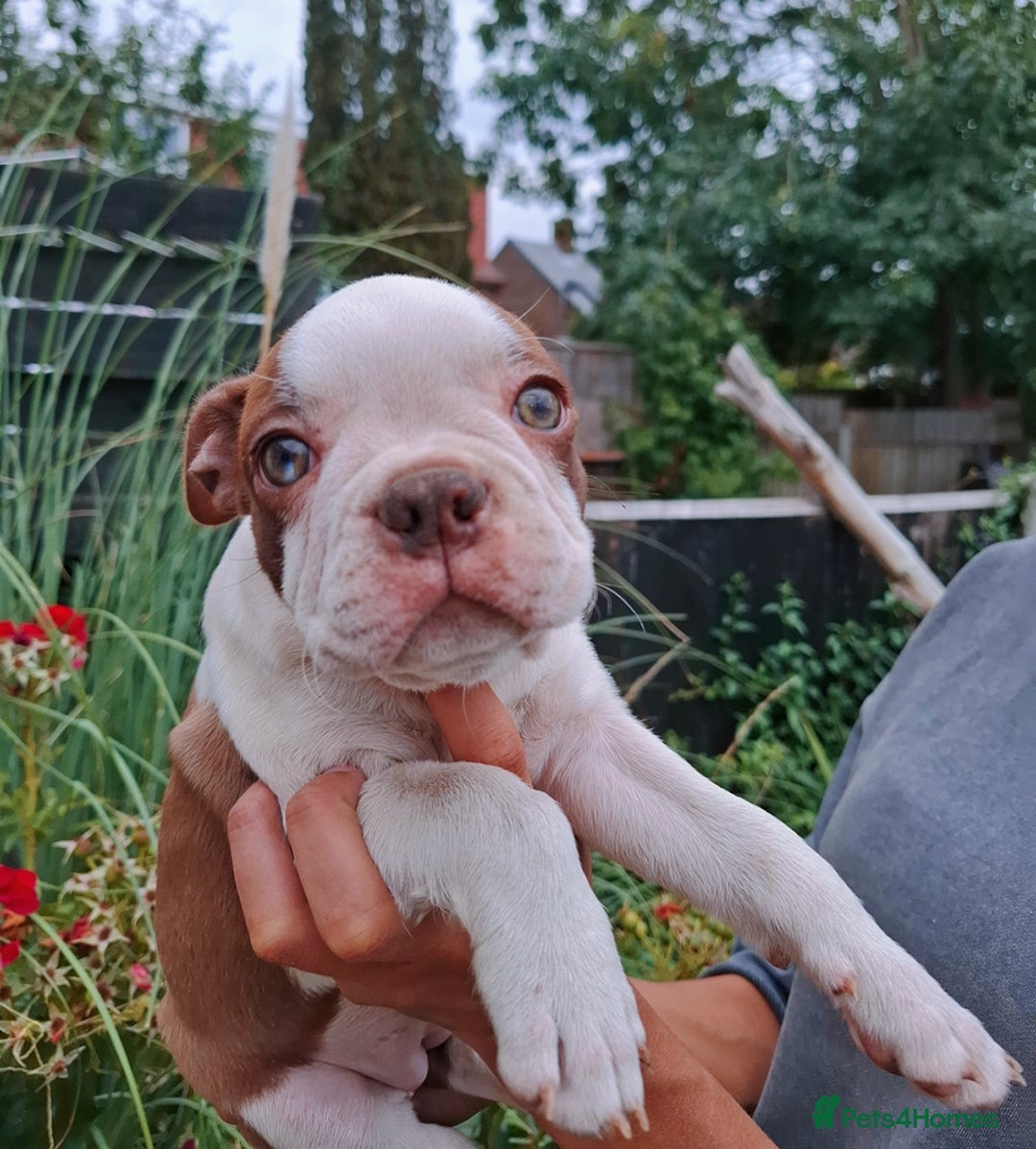 Boston Terrier dogs for sale: Boston little Girl - Image 6