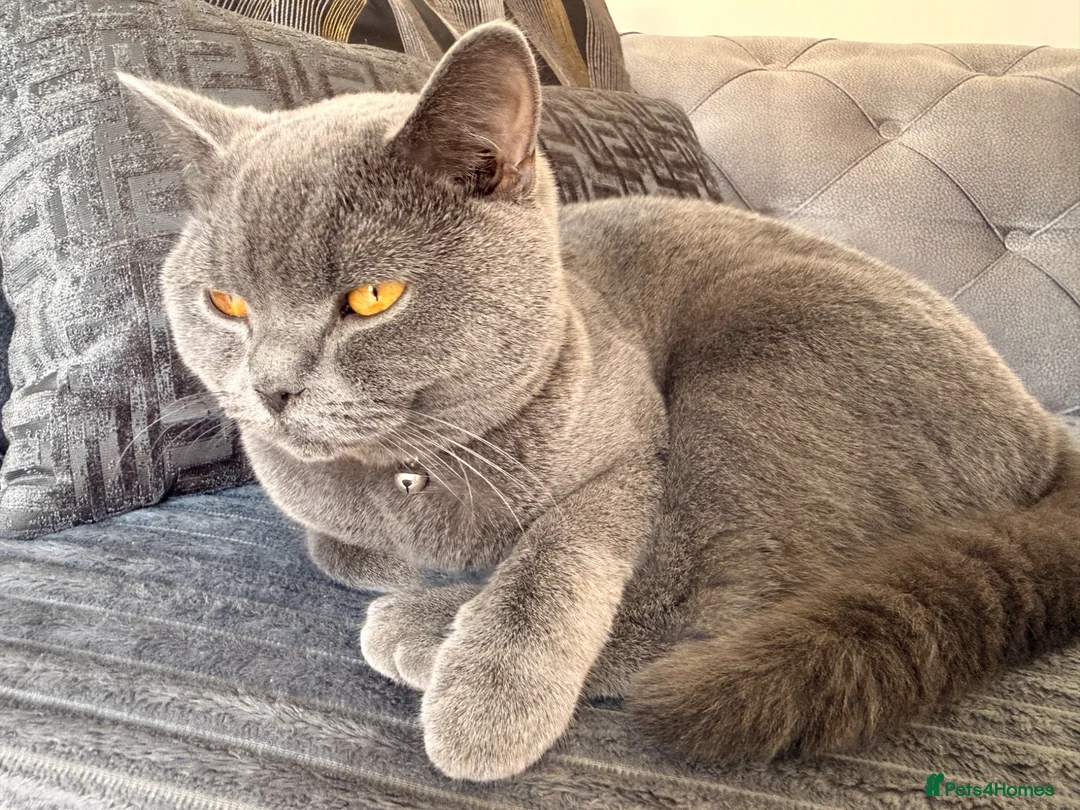 British Shorthair cats for sale: British short hair male - Advert 2