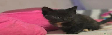 Tortoiseshell 3
