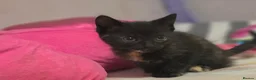 Mixed Breed cats for sale: Beautiful kittens  - Advert 7