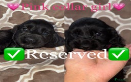 Cocker Spaniel dogs for sale: Cocker spaniel puppy’s - Image 17