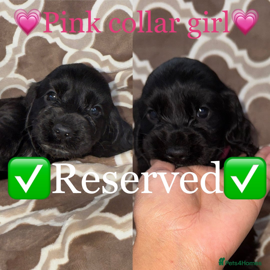 Cocker Spaniel dogs for sale: Cocker spaniel puppy’s - Image 17