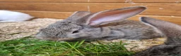 Continental Giant rabbits for sale: Continental Giants in Chester-le-Street - Advert 12