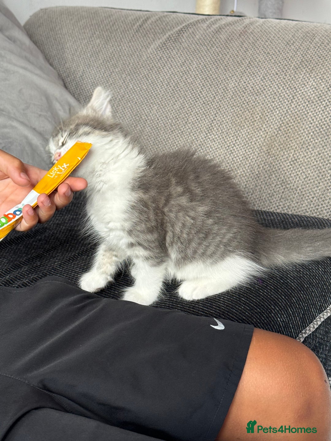 British Shorthair cats for sale: Last one left grey and white female  - Image 25