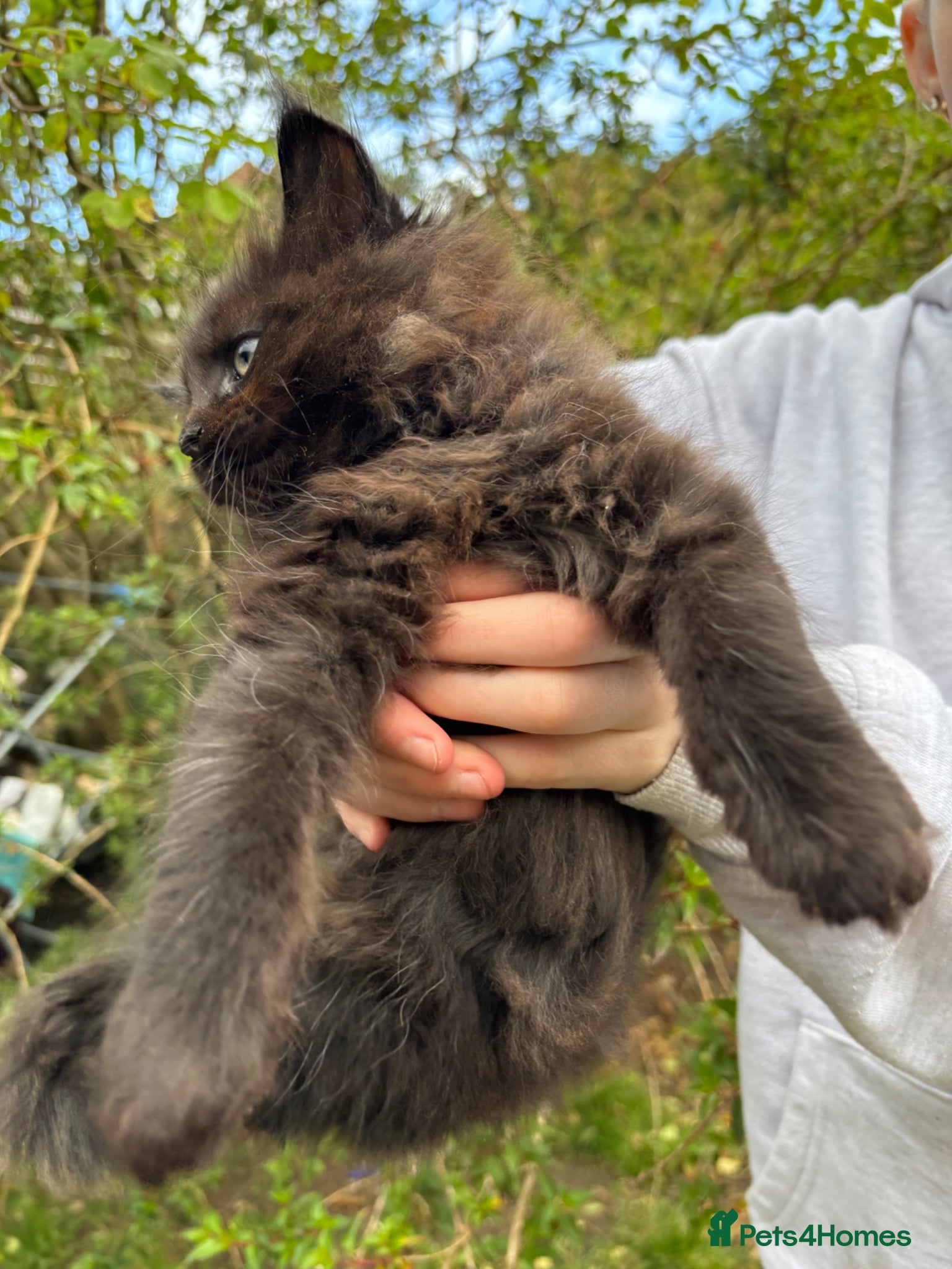 Maine Coon cats RARE Maine coon kittens  - Advert 10