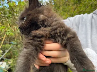 Maine Coon cats RARE Maine coon kittens - Advert 10