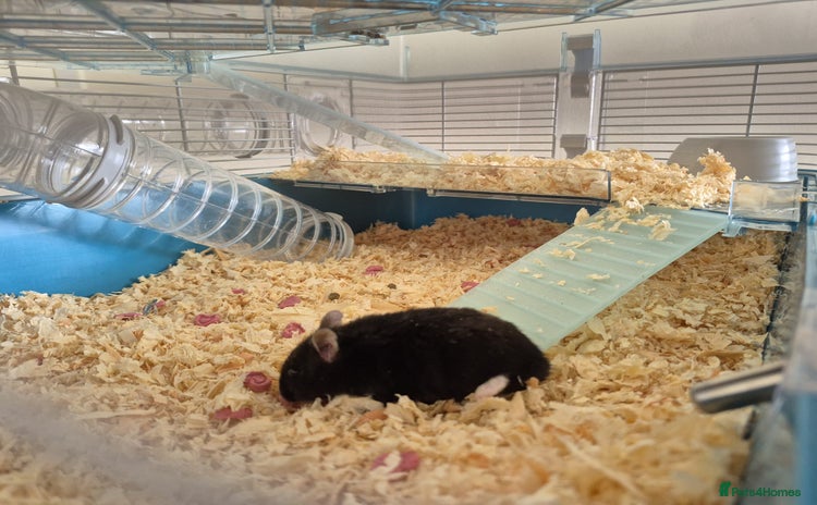 Hamster rodents - Advert 6