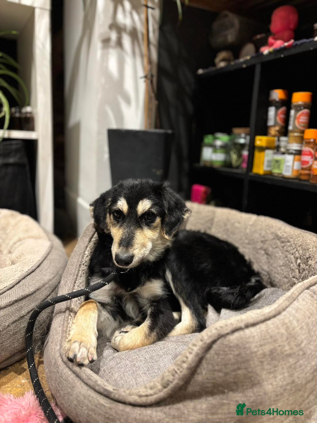 Mixed Breed dogs for adoption: Meet Noodle – Sweet & Shy Pup Looking for Love 🐾 - Image 1