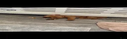 Labrador Retriever dogs for sale: Labrador puppy boys and girls  - Advert 2