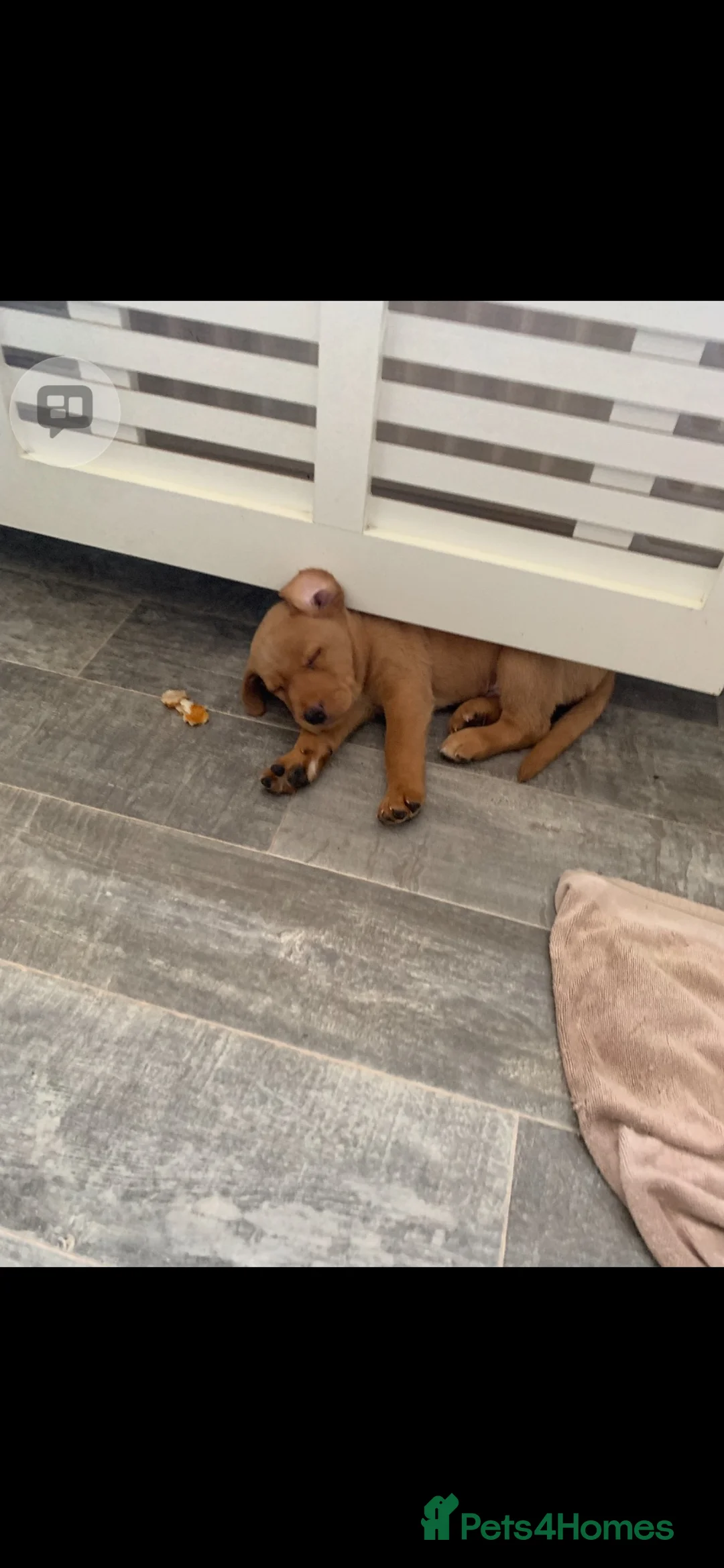 Labrador Retriever dogs for sale: Labrador puppy boys and girls  - Advert 2