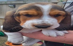 Basset Hound dogs for sale: Beautiful Basset Hound puppies for sale  - Image 5