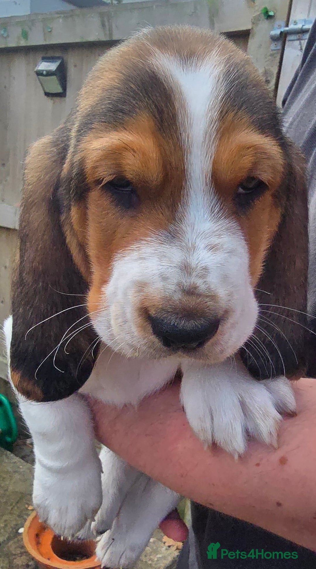 Basset Hound dogs for sale: Beautiful Basset Hound puppies for sale  - Image 5