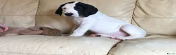 Great Dane dogs for sale: Lovely Damarkann Great Dane Puppies - Advert 5